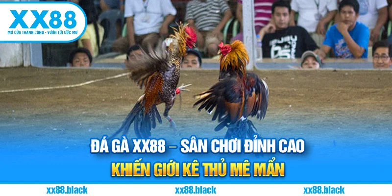 Đá Gà XX88 – Sân Chơi Đỉnh Cao Khiến Giới Kê Thủ Mê Mẩn