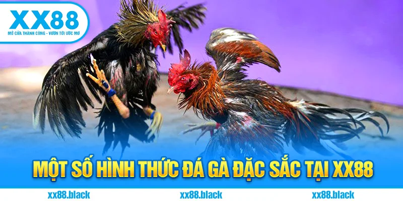 Một số hình thức đá gà đặc sắc tại XX88